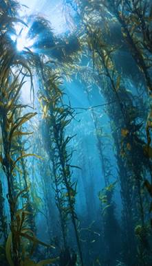 Underwater seaweed forest against blue sea backdrop