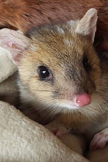 Tasman, a baby Eastern Spotted Quoll being held by a wildlife carer