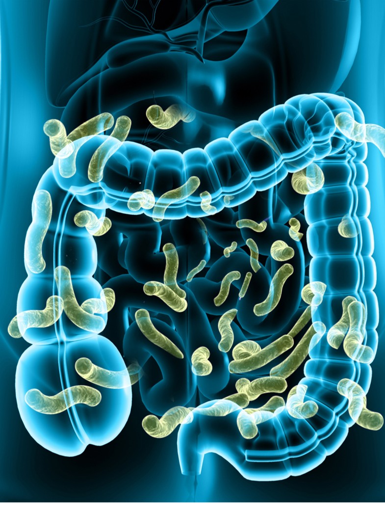 Colon with healthy gut bacteria