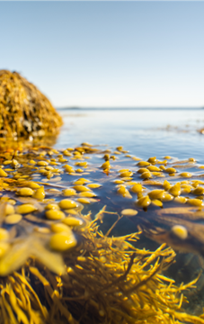 Fucus floating on the surface of a calm ocean