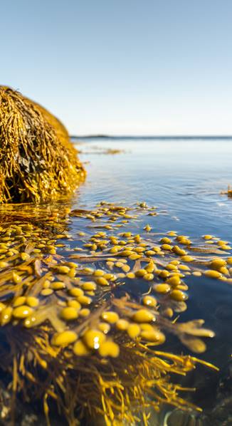 Fucus seaweed floating on surface of the ocean