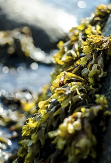 Fucus