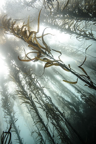 Underwater image of kelp forest