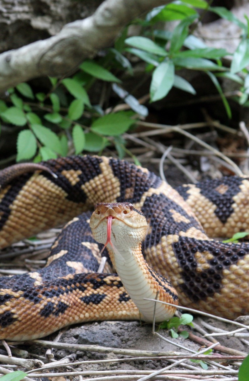A large Lachesis snake rearing its head, tongue exposed
