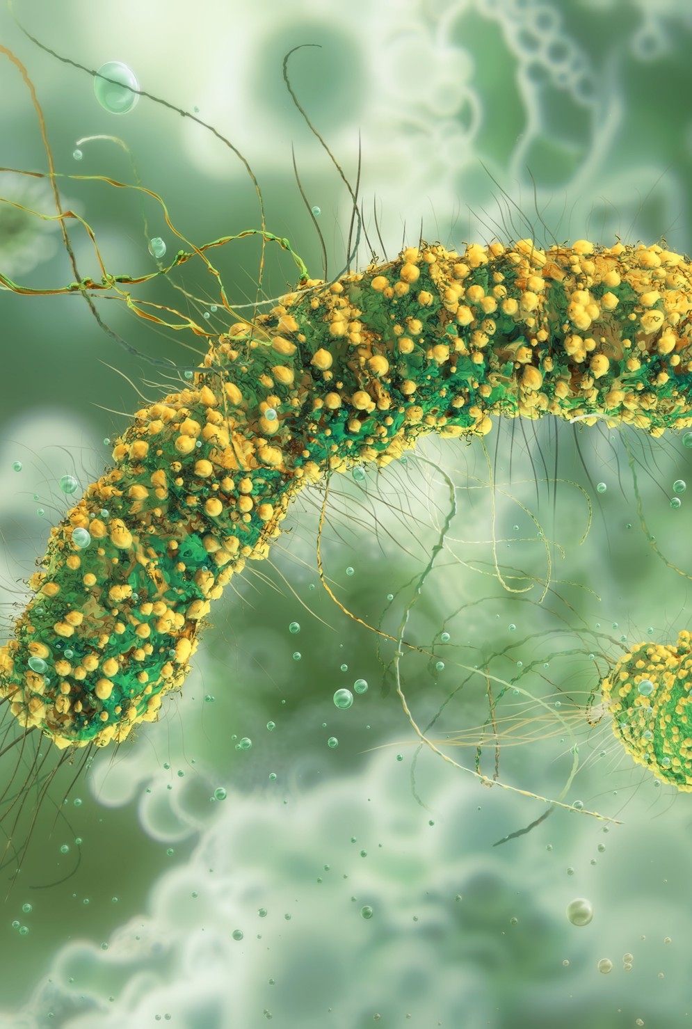 Listeria monocytogenes