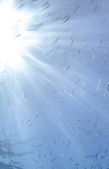 Underwater view looking up to the ocean surface