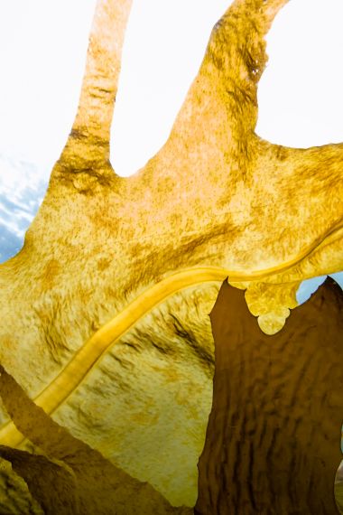 Seaweed underwater to light