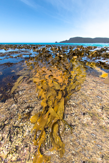 Seaweed on rock