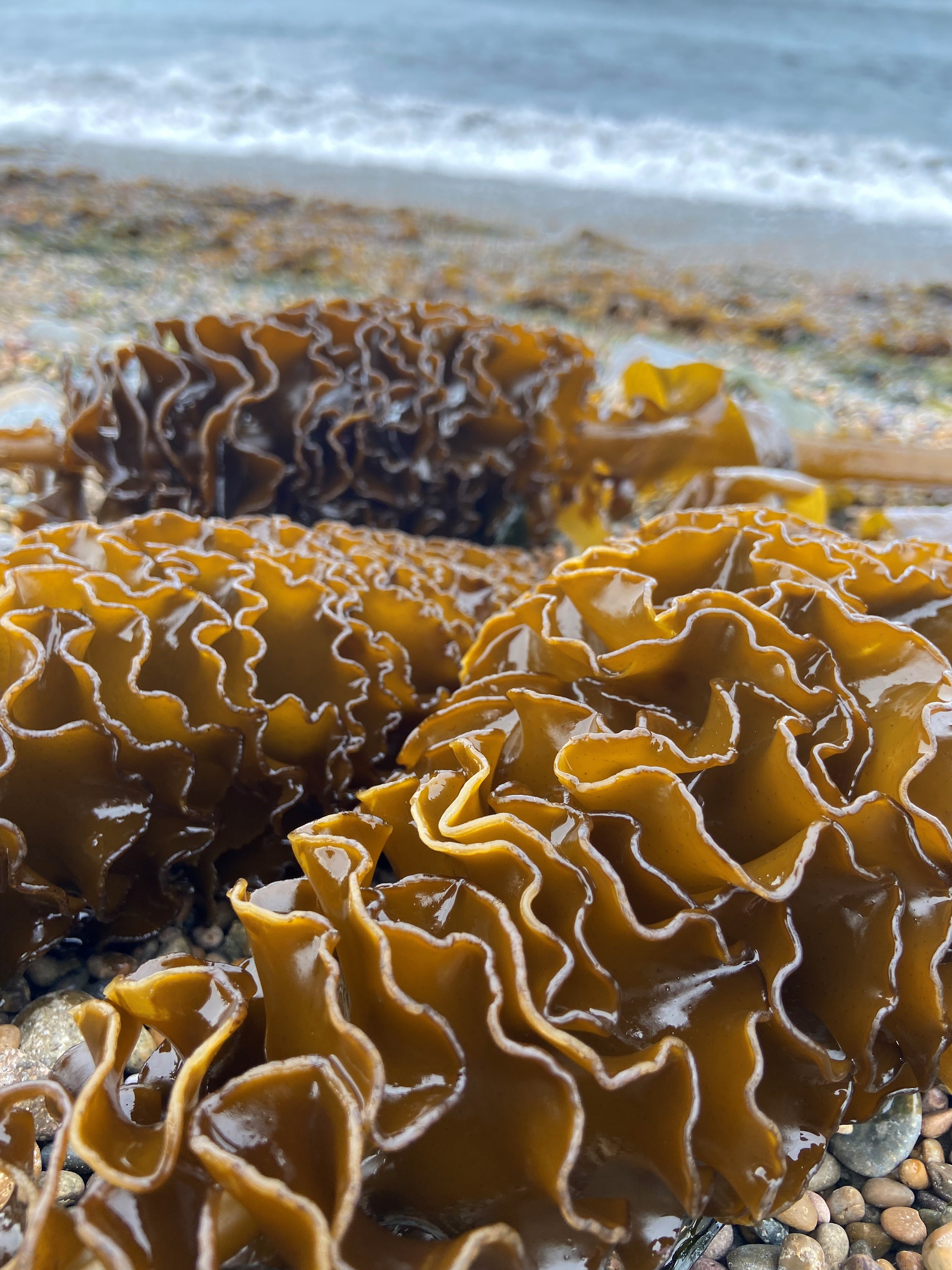 Undaria spore lie on the waters edge in Patagonia