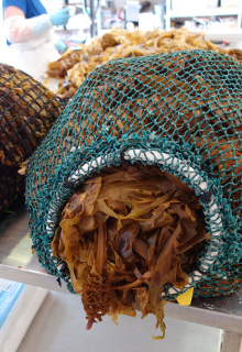 Undaria harvest nets