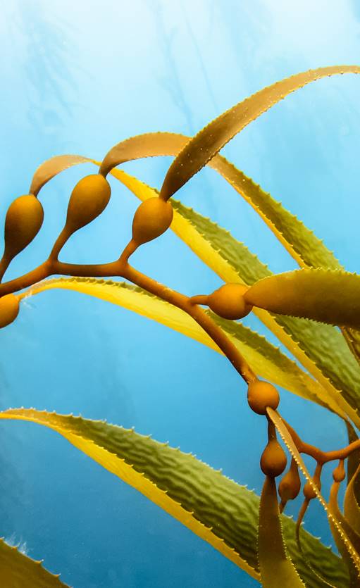 Underwater seaweed in pristine waters