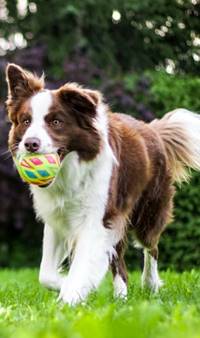 Border collie running on grass with ball in mouth