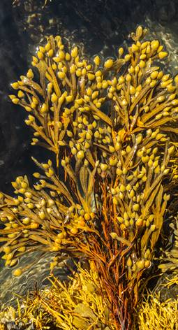 Fucus frond in water