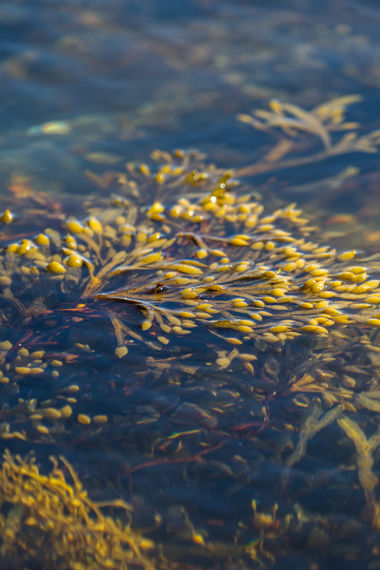 Fucus vesiculosus floating on ocean surface