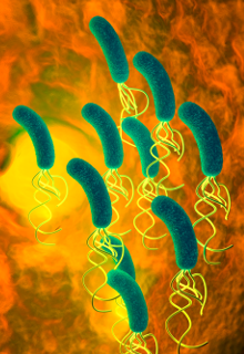 Helicobacter pylori 