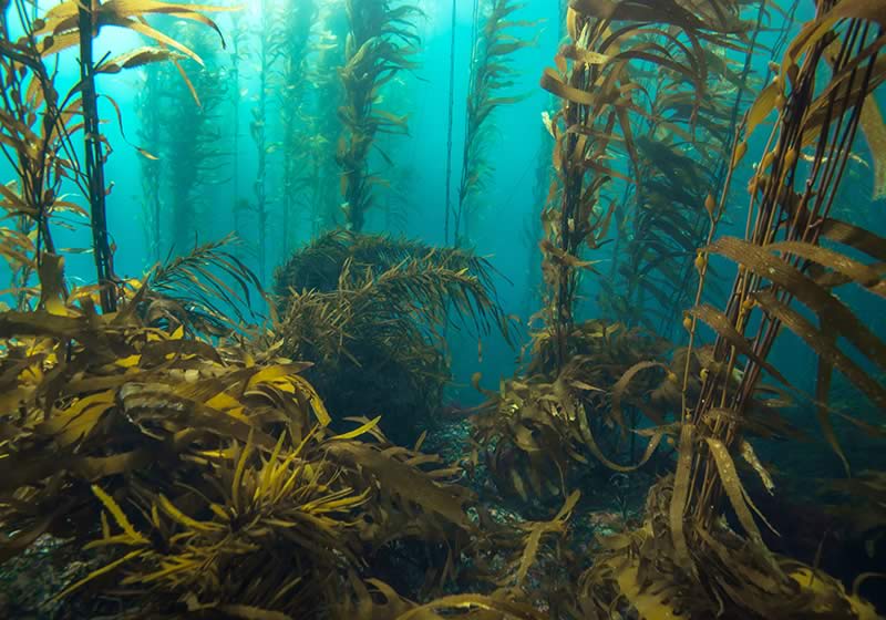 Kelp forest