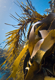 Seaweed mar2016 portrait