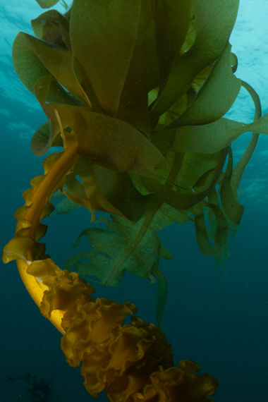 Underwater Undaria pinnatifida