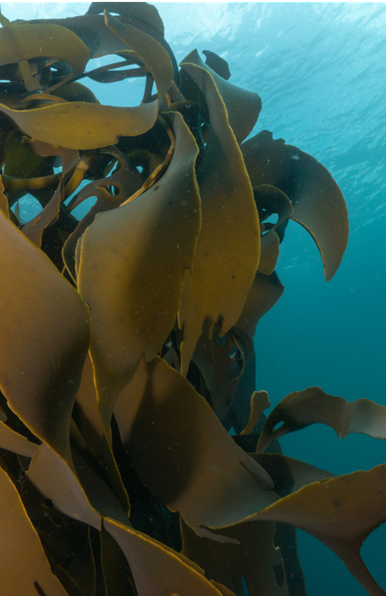 Underwater kelp