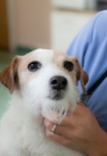 Dog at vets