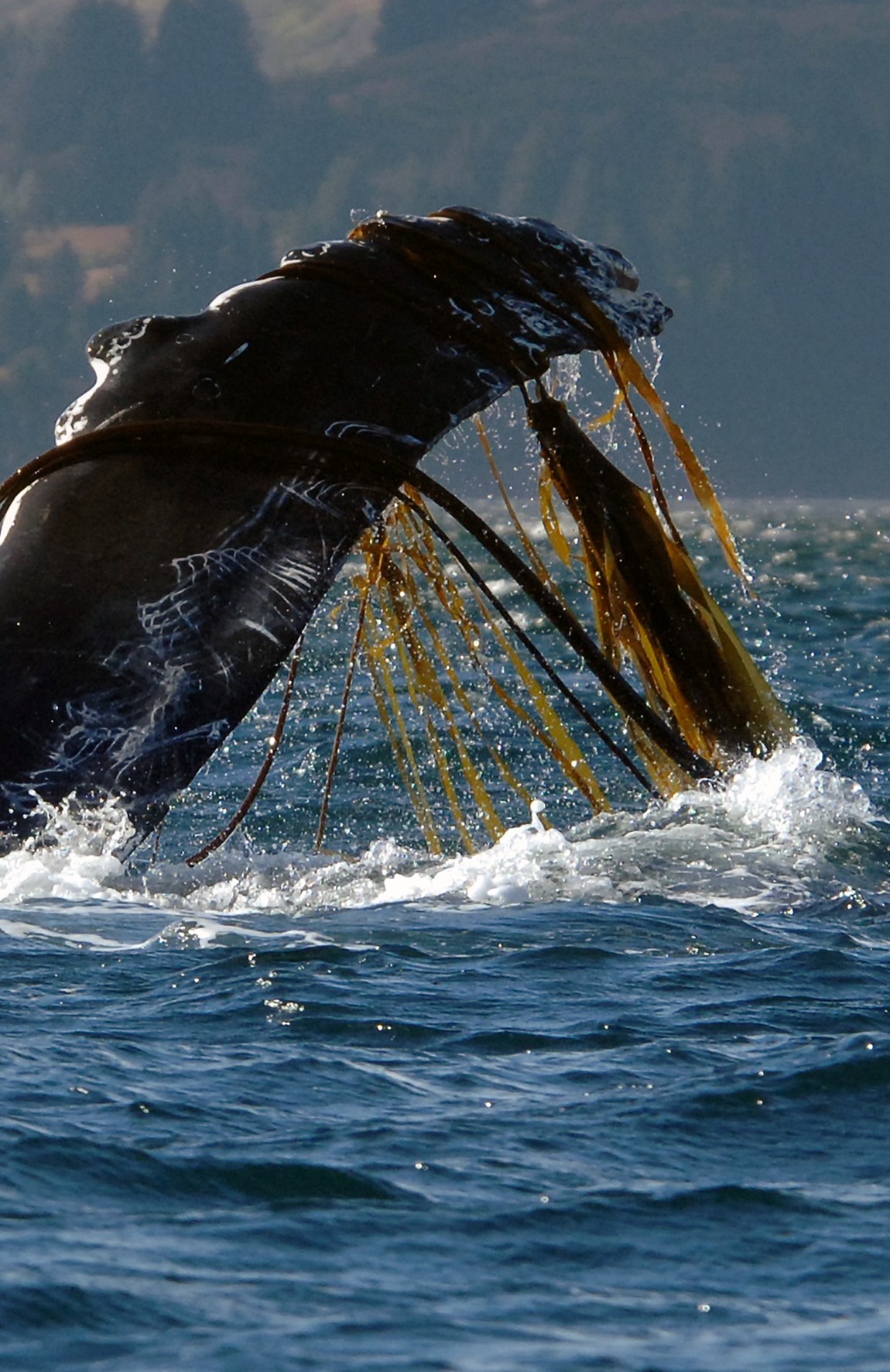 Whale fin protruding from the ocean surface with seaweed attached